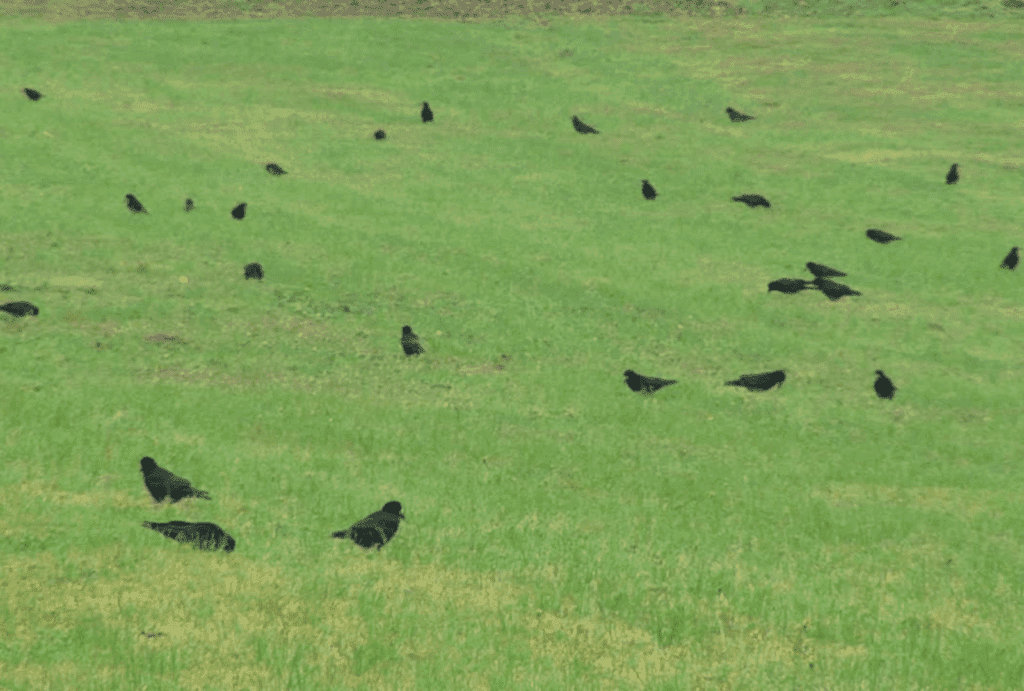 crows gather in large numbers