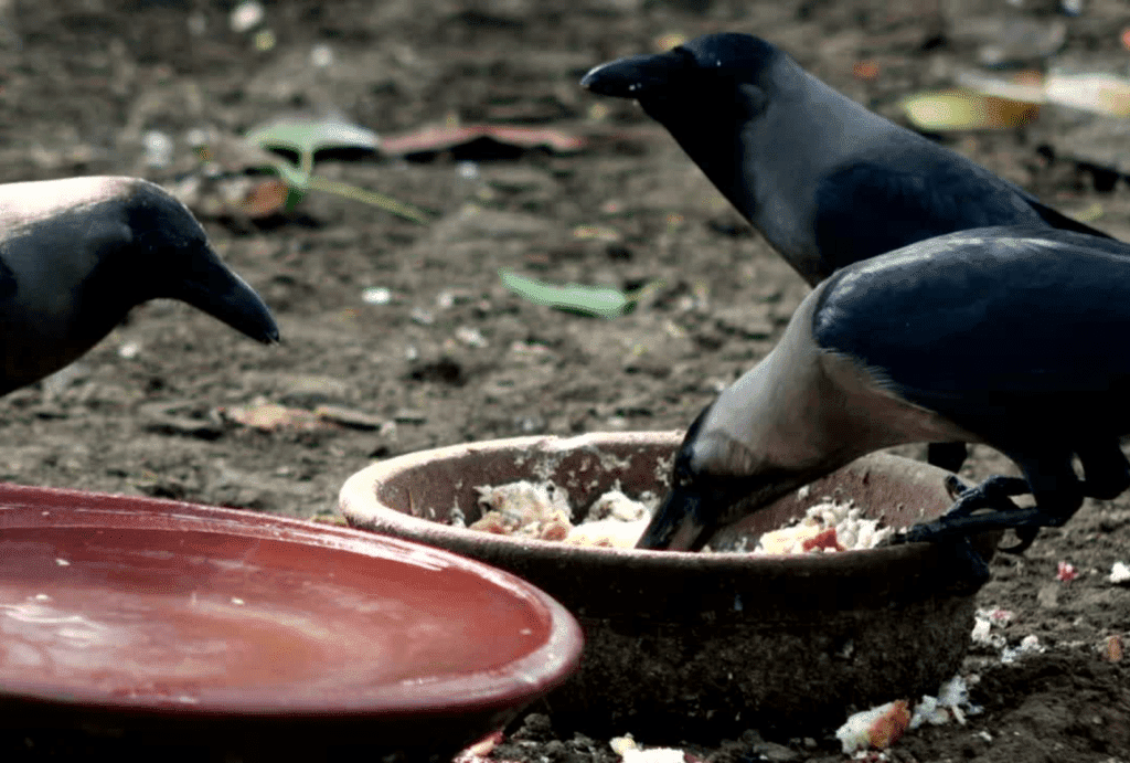 crows gather in large numbers