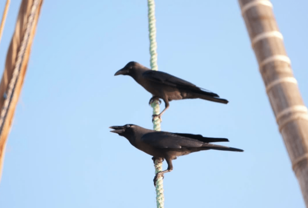 crows gather in large numbers