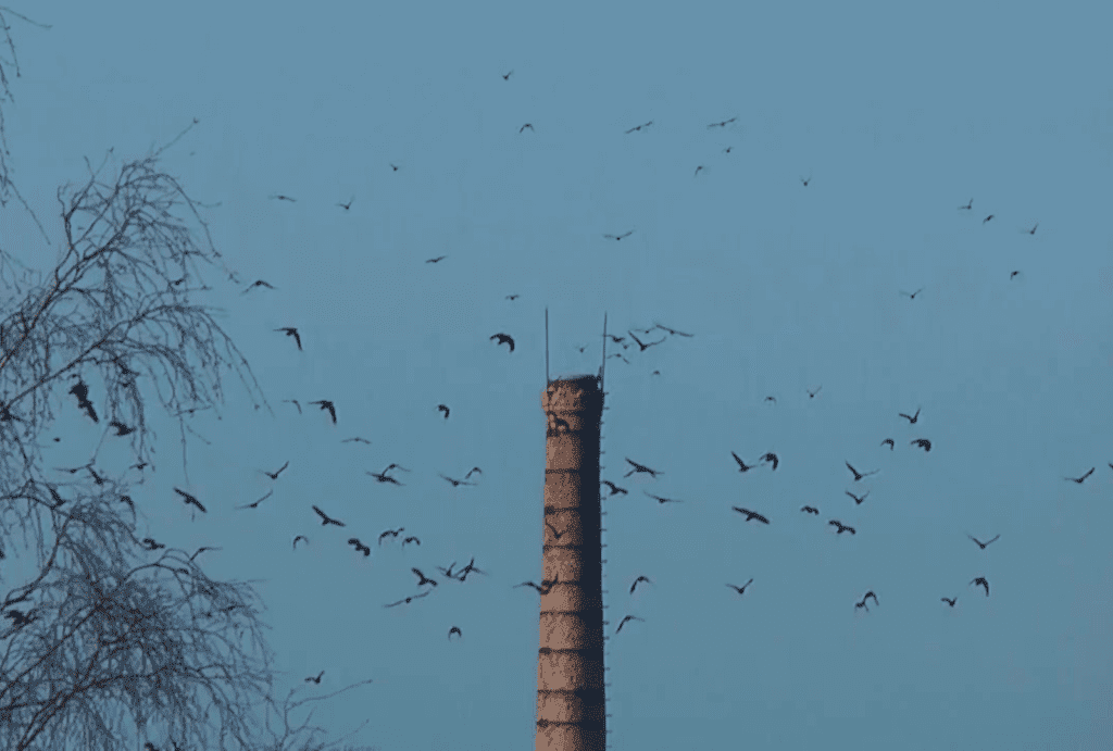 crows gather in large numbers