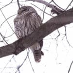 owl hooting during the day