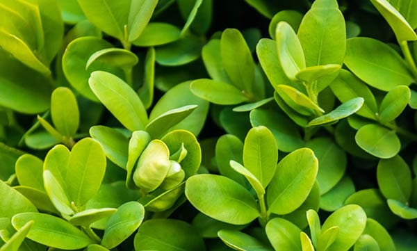 closeup of boxwood leaves