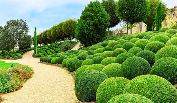 boxwood topiary 