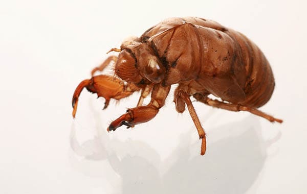 cicada shell on a white background