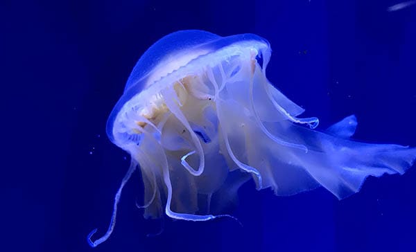 blue jellyfish with a yellow underside