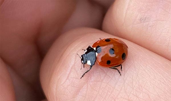 Lady Beetle Spiritual Significance