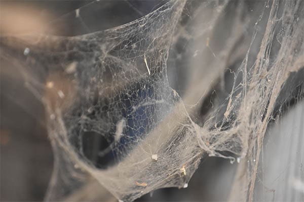 thick cobwebs hanging from a window frame