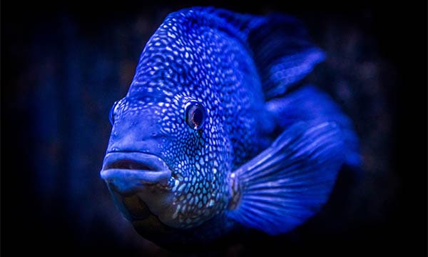 blue fish