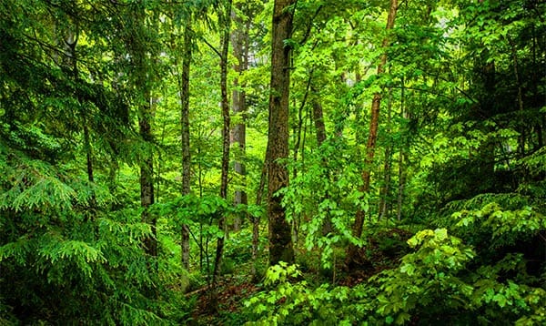 lush green undergrowth