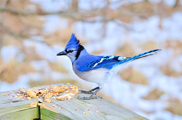 blue jay on deck railing eating seeds