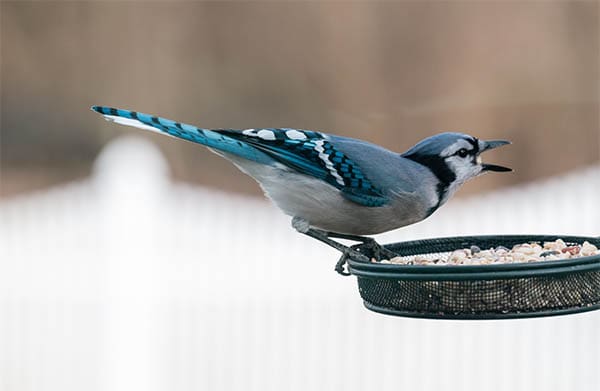 blue jay on bird feeder