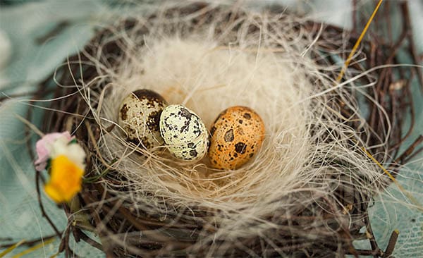 three eggs in a nest