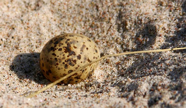 a single egg in a nest dug out in the sand