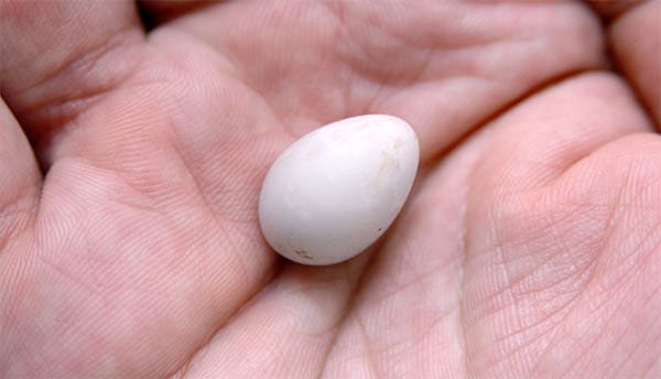 a small egg in somebody's hand