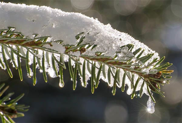 snow melting and dripping from a pine tree 