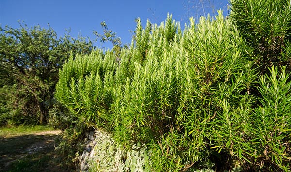 wild rosemary