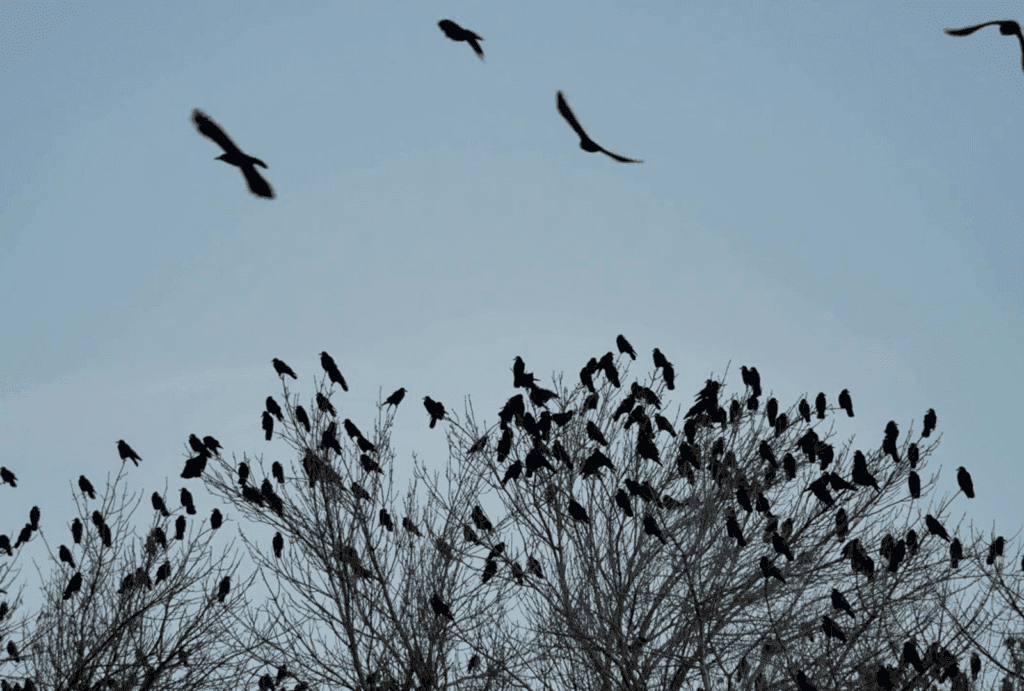 crows gather in large numbers