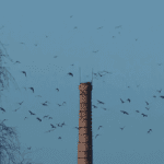 crows gather in large numbers