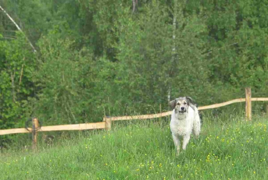 White Dog Barking in Dream