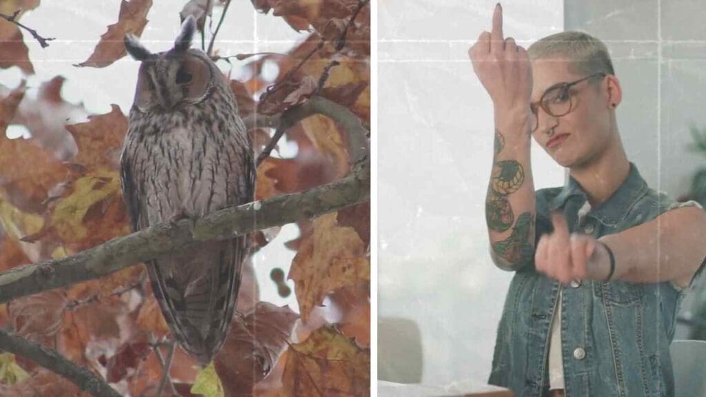 owl hooting during the day