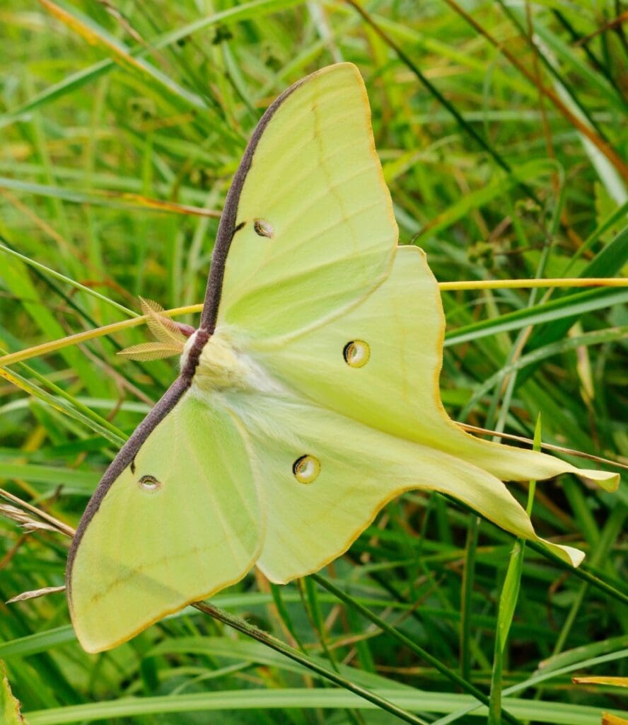 Luna Moth Meaning