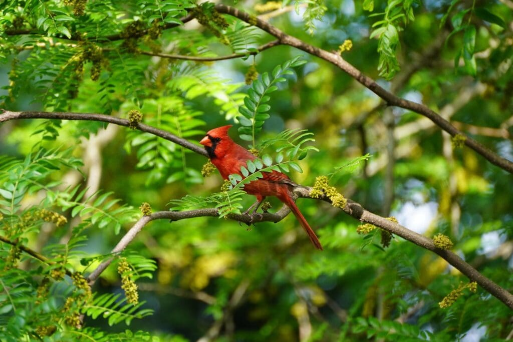 Spiritual meaning of the Red Cardinal