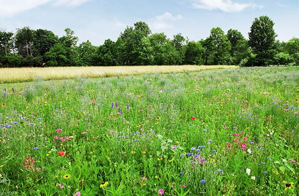 filed full of wildflowers