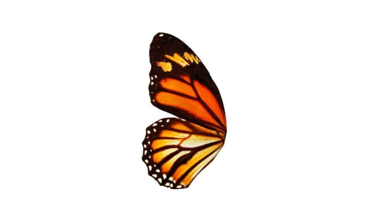 Finding A Single Butterfly Wing Meaning