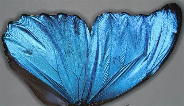 blue butterfly wing