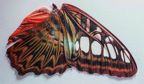 exotic butterfly wing