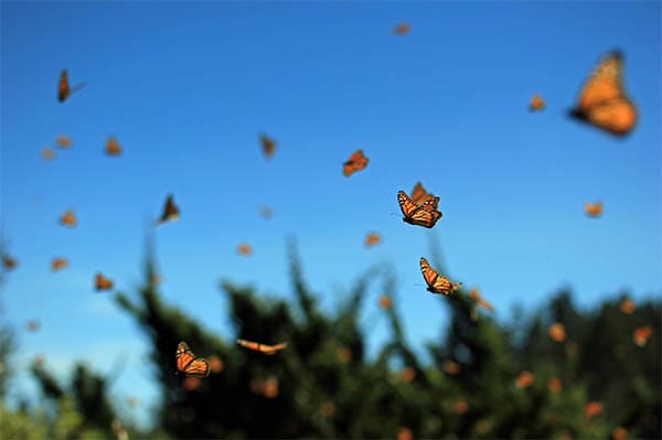 lots of orange and black butterflies flying with a rich blue sky in the background