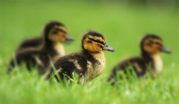 three brown and yellow ducklings sitting in grass
