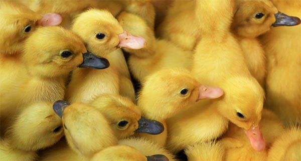 many yellow ducklings all together
