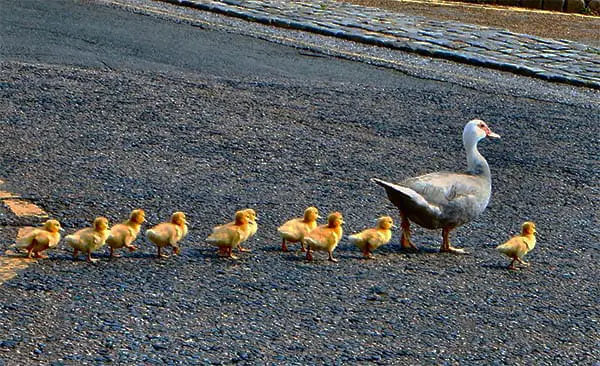 a row of ducklings being lead across the street by their mother