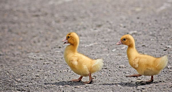 two ducklings walking on a paved surface