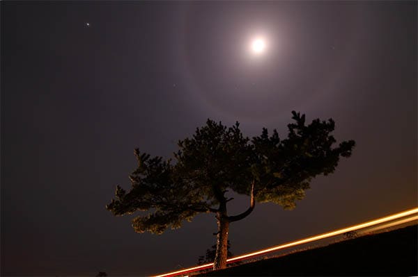 a tree in the foreground with the moon in the sky above it