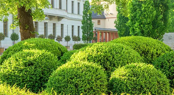 rounded boxwoods in a city garden