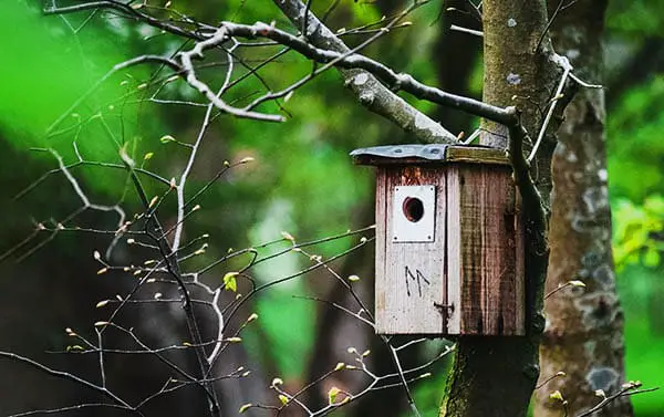 wooden birdhouse nailed to a small tree trunk