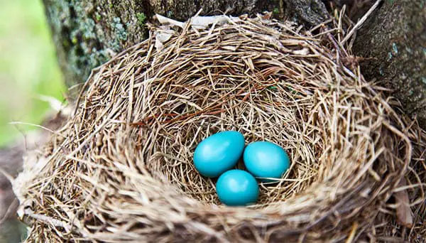 bright blue bird eggs in a straw and twig nest