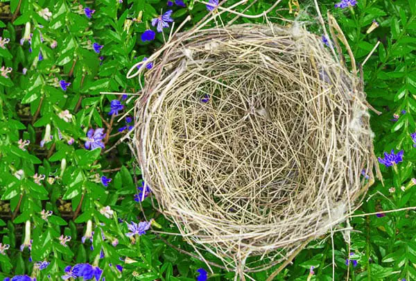 empty bird nest surrounded by blue flowers