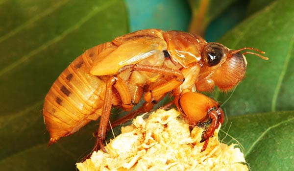 cicada exoskeleton on a flower