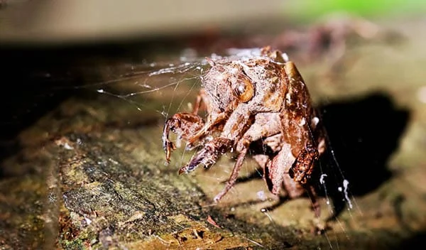 cicada shell covered in spiderwebs 