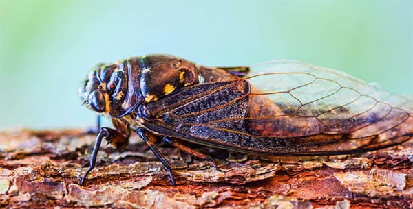 cicada sitting on tree bark
