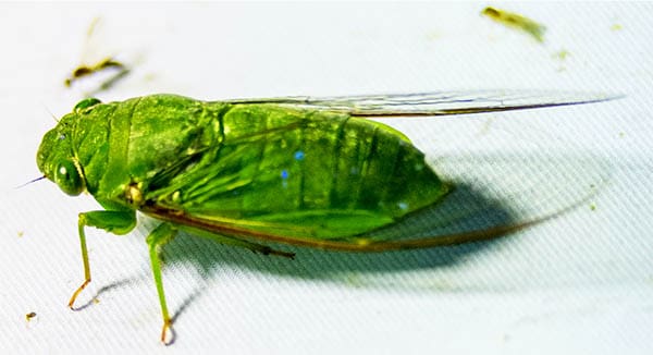 green cicada