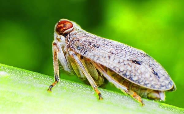 cicada on a plant stem