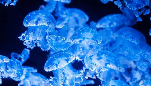blue bioluminescent jellyfish