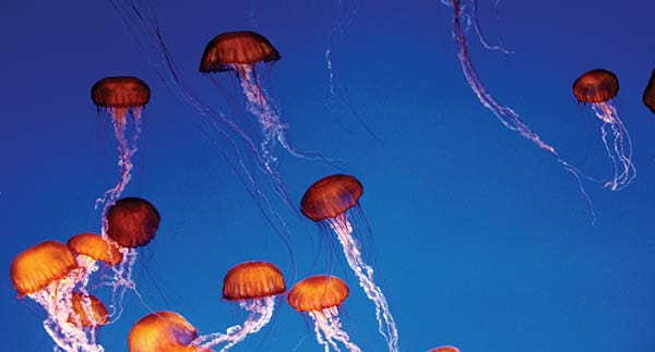 orange jellyfish floating on a blue background