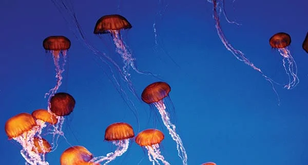 orange jellyfish floating on a blue background