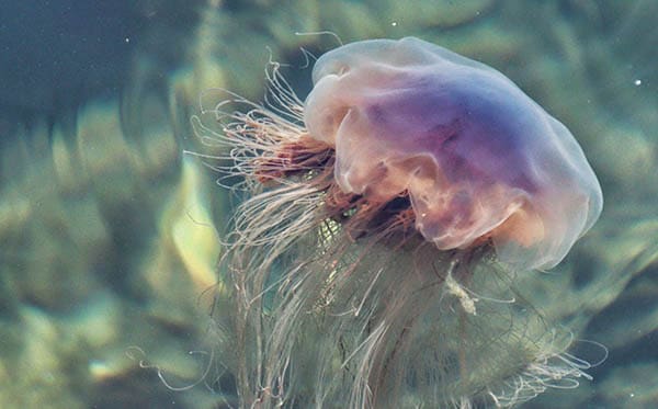 pink jellyfish with lots of strand-like tentacles 