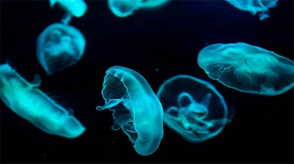 turquoise jellyfish